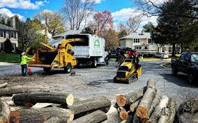 Best Tree Disease Treatment  in Totowa, NJ